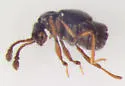 Brachygluta wickhami - photo 3