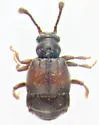 Brachygluta wickhami - photo 5