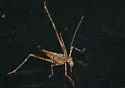Least Katydid