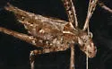 Least Katydid - photo 2