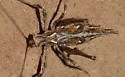Least Katydid - photo 3