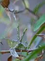 Least Katydid - photo 4