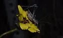 Least Katydid - photo 5
