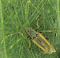 Brachyleptura brevis - Brachyleptura brevis