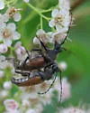 Brachyleptura brevis - photo 2