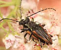 Brachyleptura brevis - photo 3