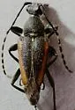 Brachyleptura brevis - photo 4