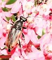 Brachyleptura brevis - photo 5