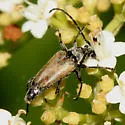 Brachyleptura circumdata