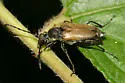 Brachyleptura circumdata - photo 2