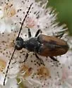Brachyleptura circumdata - photo 3