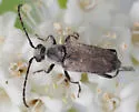 Brachyleptura circumdata - photo 4
