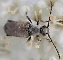 Brachyleptura circumdata - photo 5
