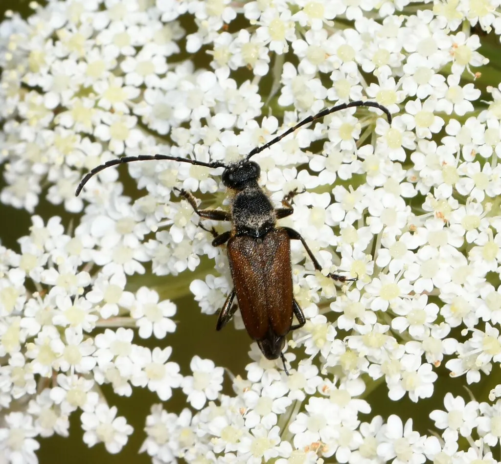 Brachyleptura dehiscens