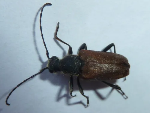 Brachyleptura dehiscens - photo 2