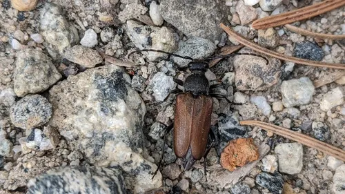 Brachyleptura dehiscens - photo 4