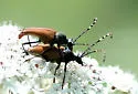 Brachyleptura rubrica
