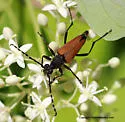 Brachyleptura rubrica - photo 2