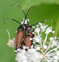 Brachyleptura rubrica - photo 3