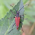Brachyleptura rubrica - photo 4