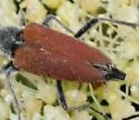 Brachyleptura rubrica - photo 5