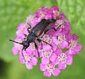 Brachyleptura vagans