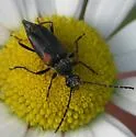 Brachyleptura vagans - photo 2