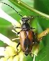 Brachyleptura vagans - photo 3