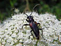 Brachyleptura vagans - photo 4