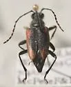 Brachyleptura vagans - photo 5