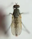 Brachylinga morata