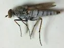Brachylinga morata - photo 2