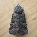 Brachylomia algens - Hodges#9998