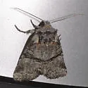 Brachylomia cascadia - Hodges#9995.2
