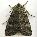 Brachylomia curvifascia - Hodges#9996
