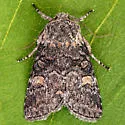 Black-disk Sallow Moth - Hodges#9999 - photo 2