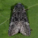 Black-disk Sallow Moth - Hodges#9999 - photo 3