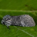 Black-disk Sallow Moth - Hodges#9999 - photo 4