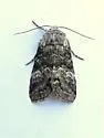 Black-disk Sallow Moth - Hodges#9999 - photo 5