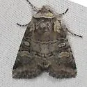 Brachylomia elda - Hodges#9994 - photo 2