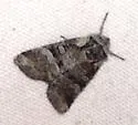 Brachylomia elda - Hodges#9994 - photo 4