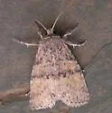 Brachylomia populi - Hodges#9993