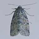 Brachylomia populi - Hodges#9993 - photo 2