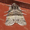Brachylomia populi - Hodges#9993 - photo 4