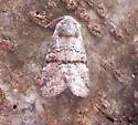 Brachylomia rectifascia - Hodges#9995