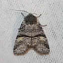 Brachylomia rectifascia - Hodges#9995 - photo 4