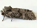 Brachylomia sierra - Hodges#9997.1 - photo 2