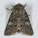 Brachylomia thula - Hodges#9997
