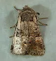 Brachylomia thula - Hodges#9997 - photo 4