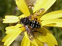 Brachymelecta californica - photo 2